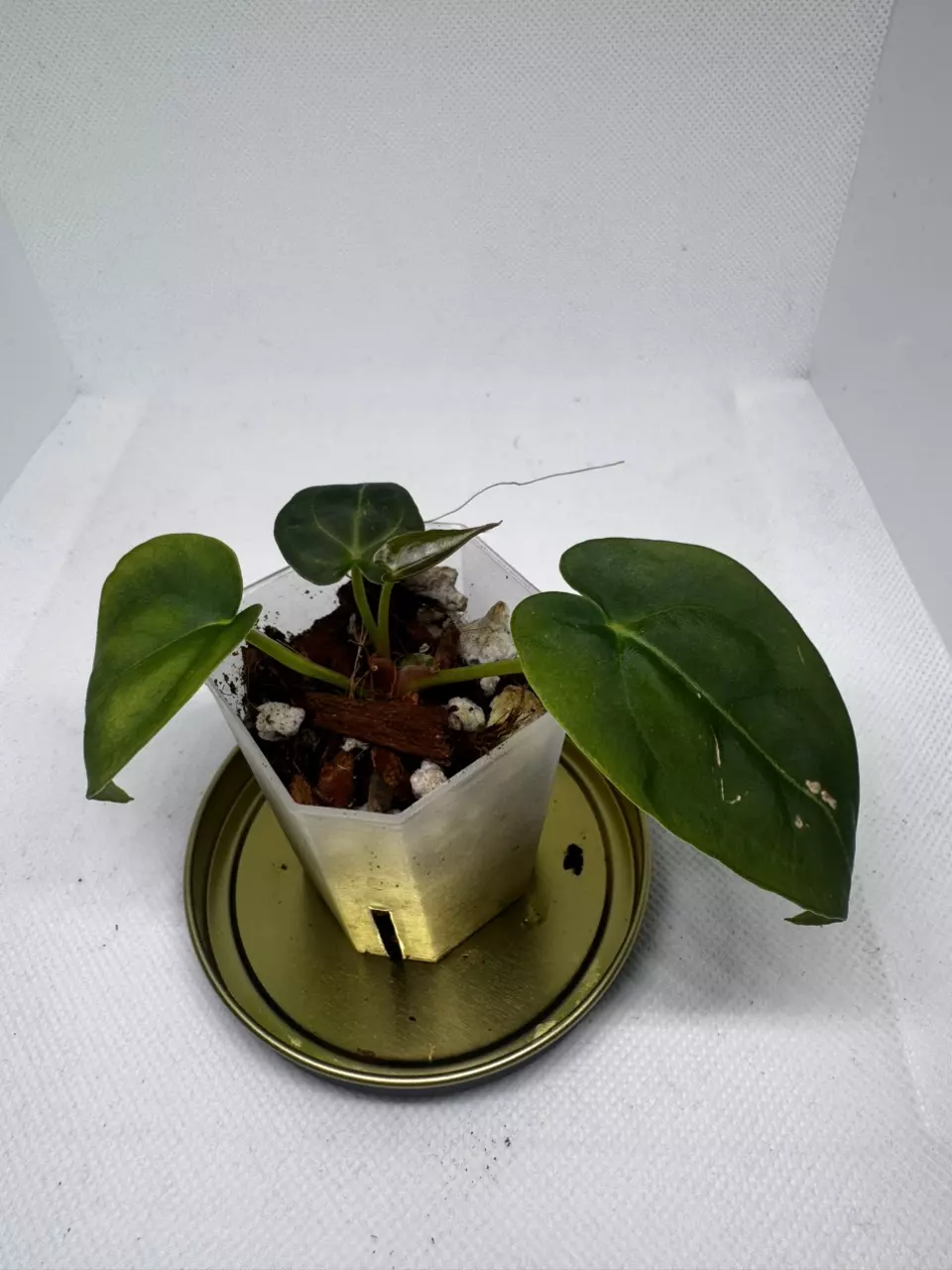 (Doc Mag f2 x RC) x (Papx1 x Forgetii) thumbnail