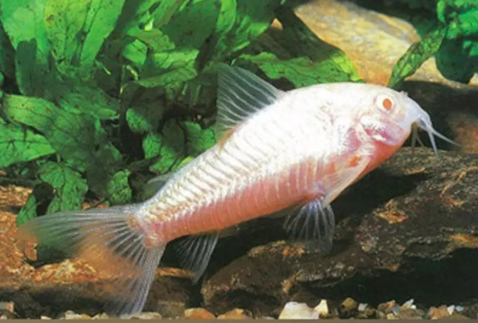 Albino Cory Catfish thumbnail