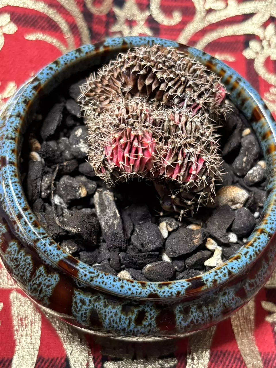 Gymnocalycium crest thumbnail