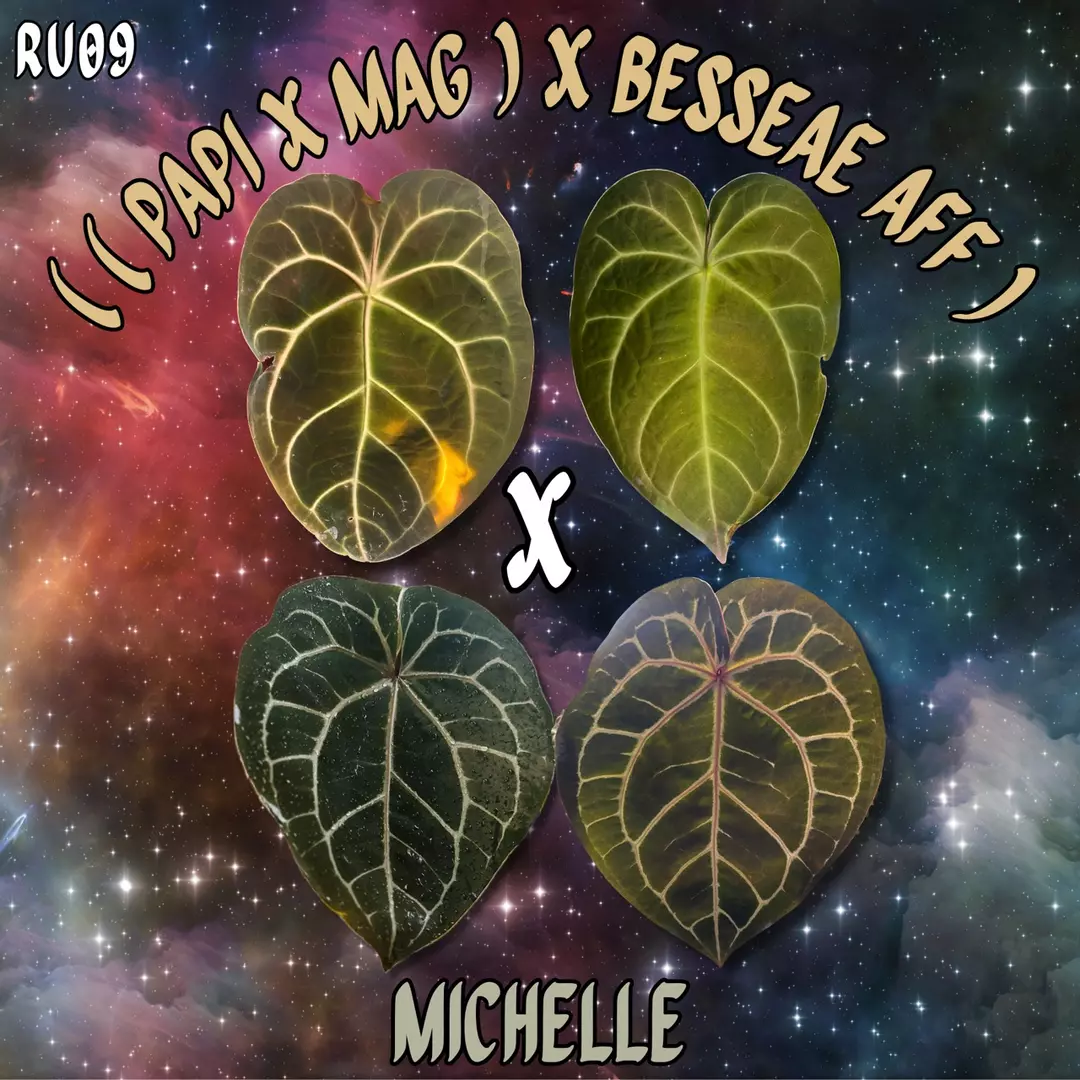 Anthurium ((Papillilaminum x Magnificum) x Besseae aff) x Michelle Sprout thumbnail