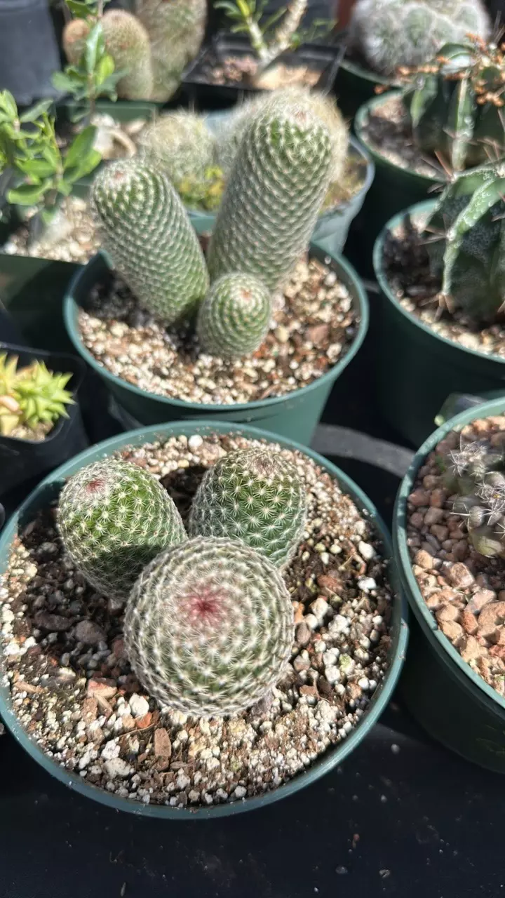 Mammillaria Matudae thumbnail