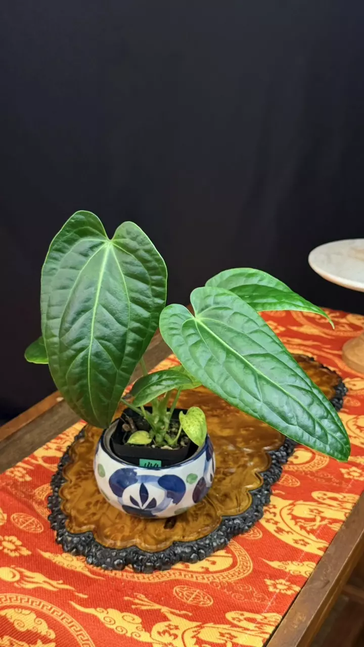 [Uncommon] 144 Anthurium Queen (Warocqueanum) x Luxurians, Size L thumbnail