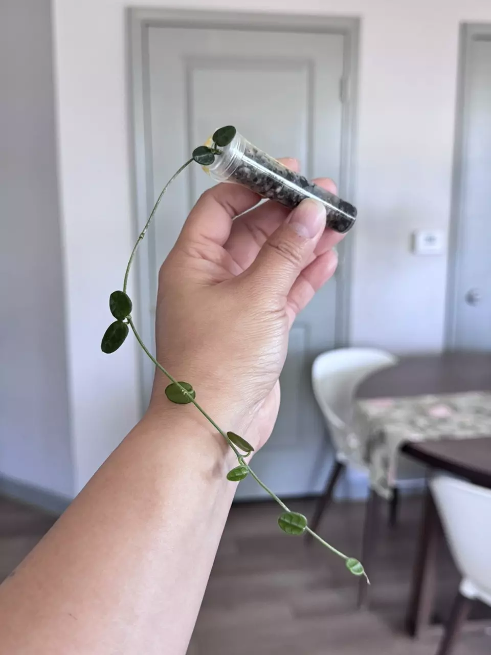 Hoya Tengchongensis (rooted) thumbnail