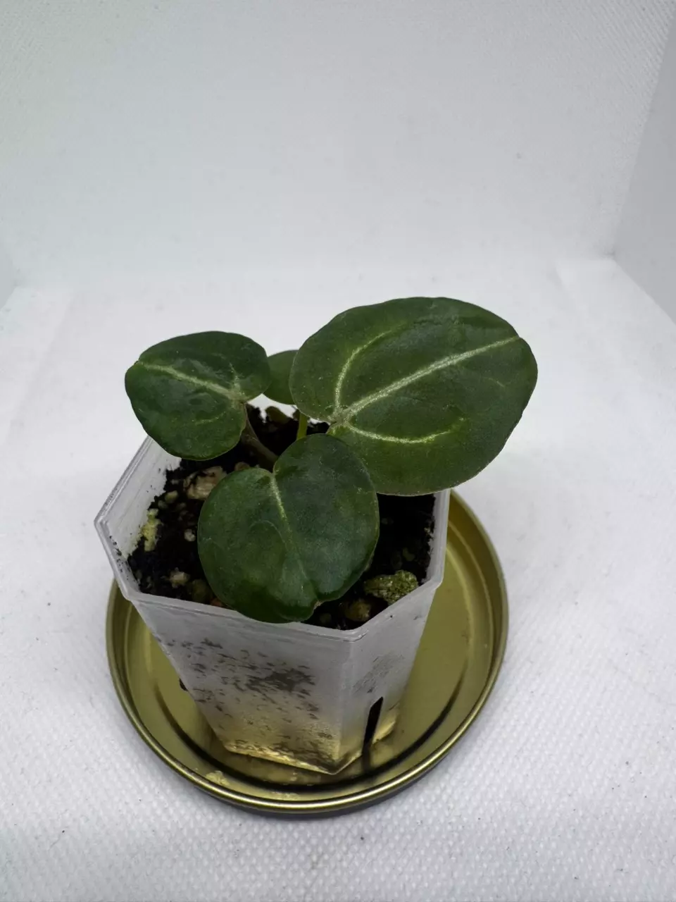 [(Zara x Michelle) x Besseae AFF] x Michelle thumbnail