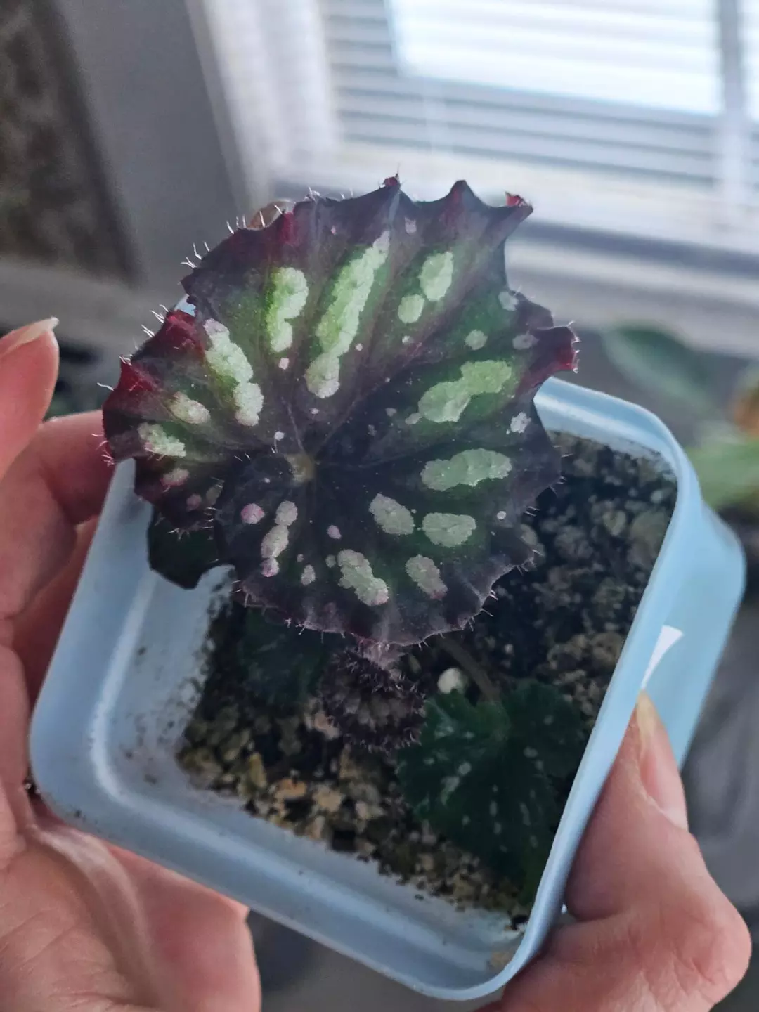 Begonia 'Spiral Rex' thumbnail