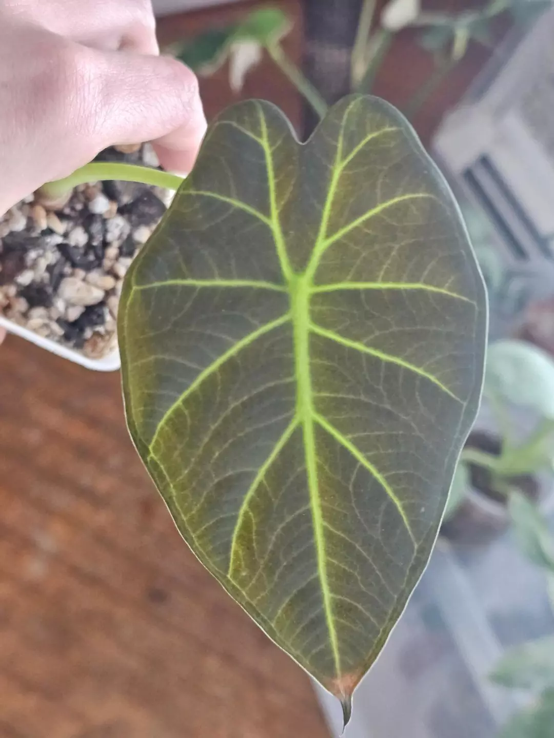 Alocasia 'Regal Shield' thumbnail