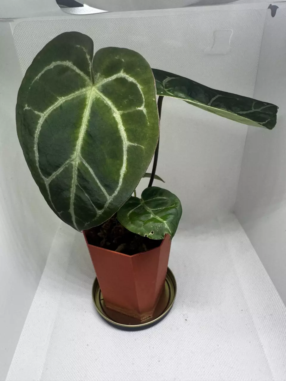 Anthurium AOS x Doc Block thumbnail