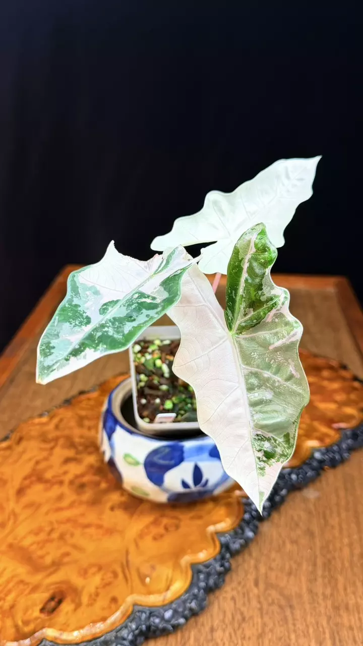 146 Alocasia Psuedo Pink Variegated, Size M thumbnail