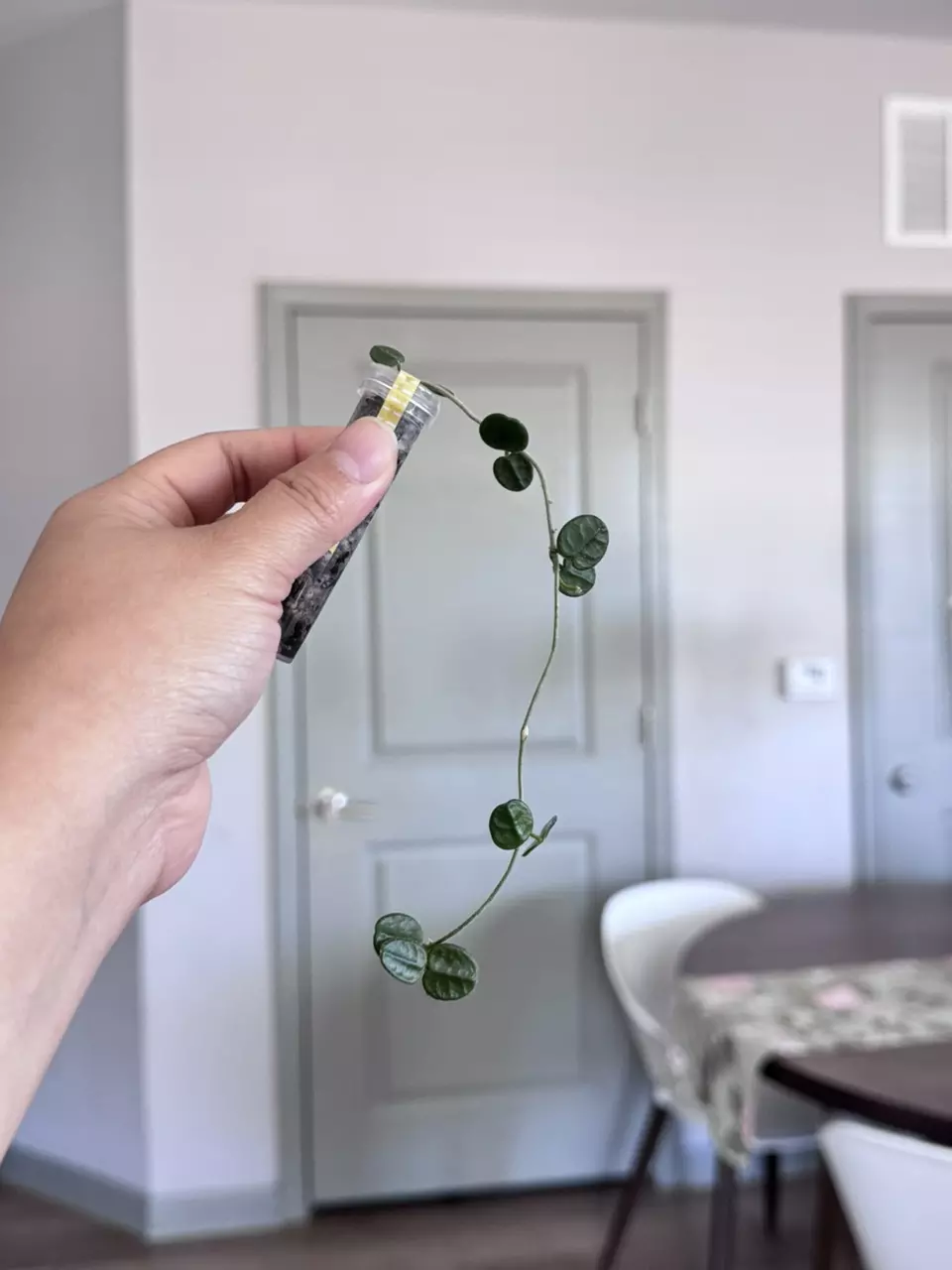 Hoya Tengchongensis (unrooted) thumbnail