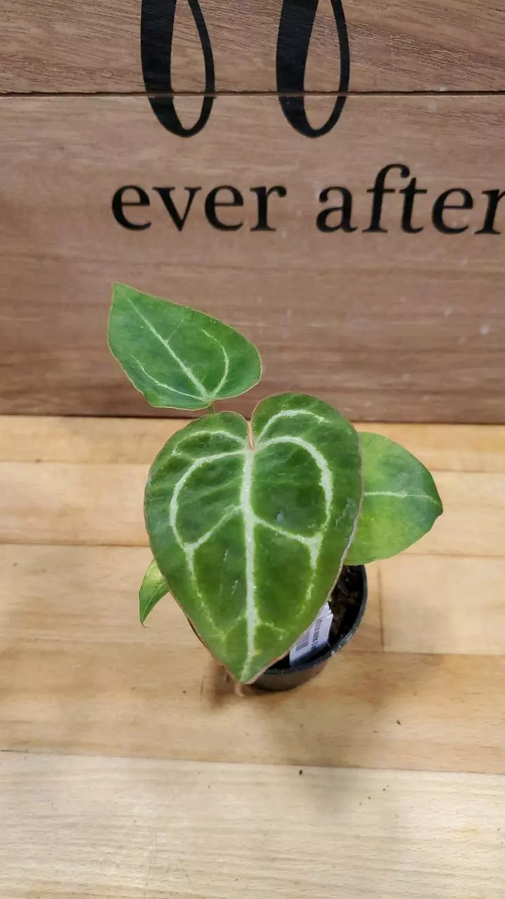 Anthurium crystallinum thumbnail