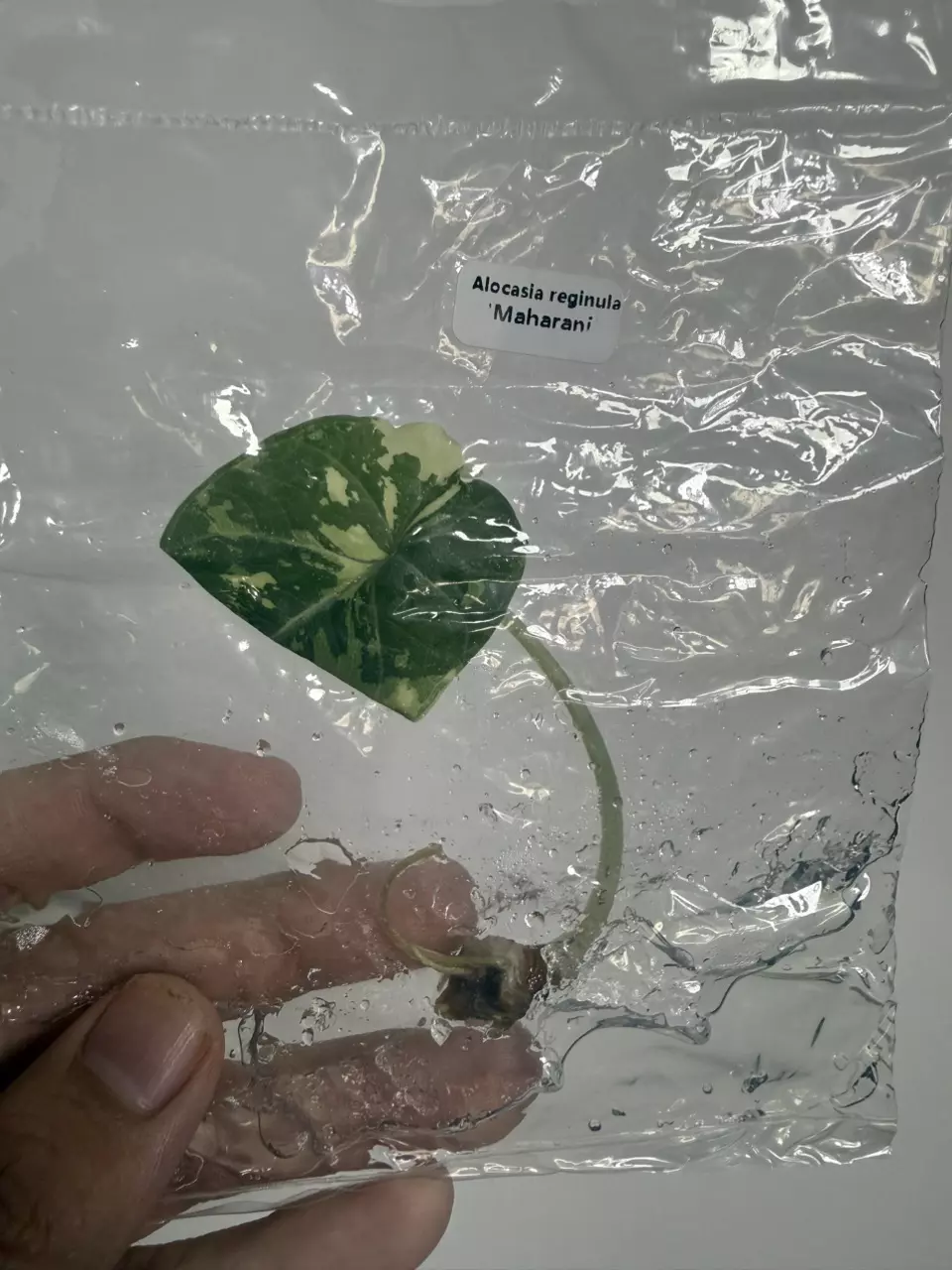 Alocasia reginula Maharani V (TC) thumbnail