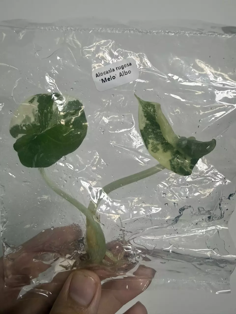 Alocasia rugosa Melo Albo V (TC) thumbnail