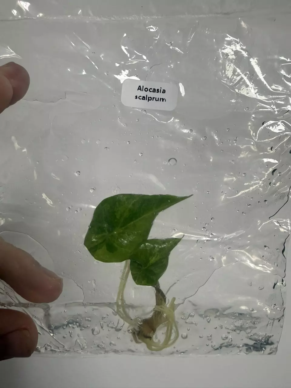 Alocasia Scalprum V (TC) thumbnail