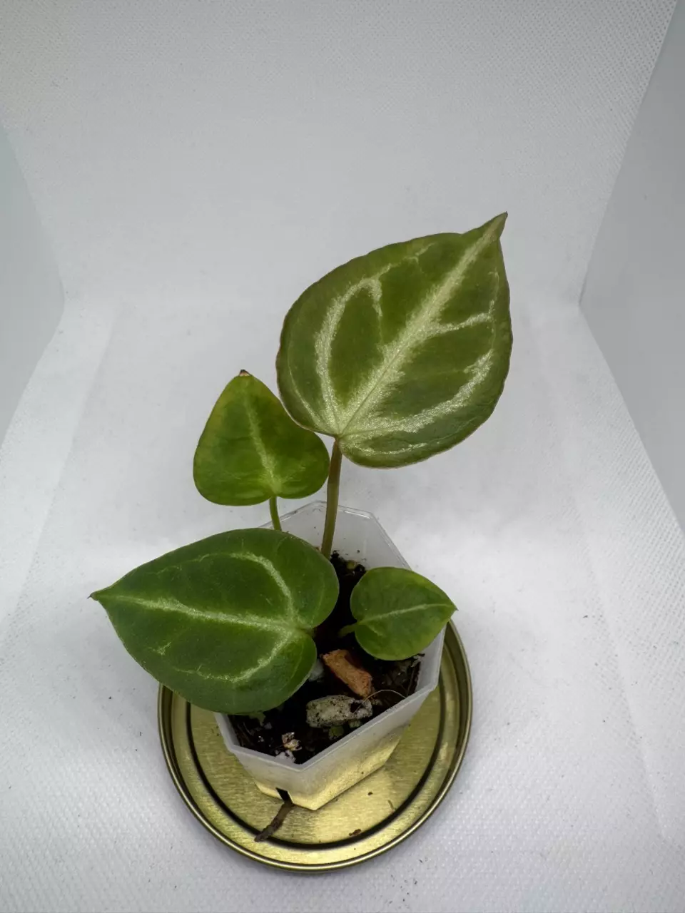 Anthurium Magnificum x Silver Blush thumbnail