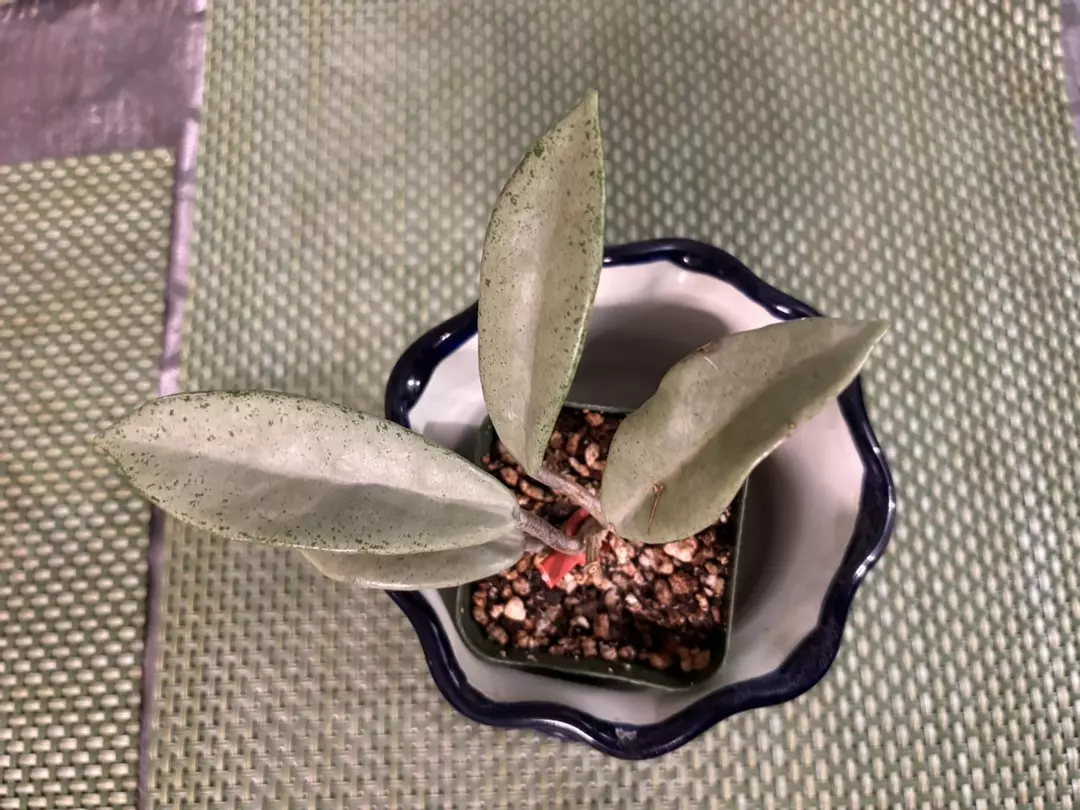 Hoya Wilbur Graves Silver, 3’ pot thumbnail