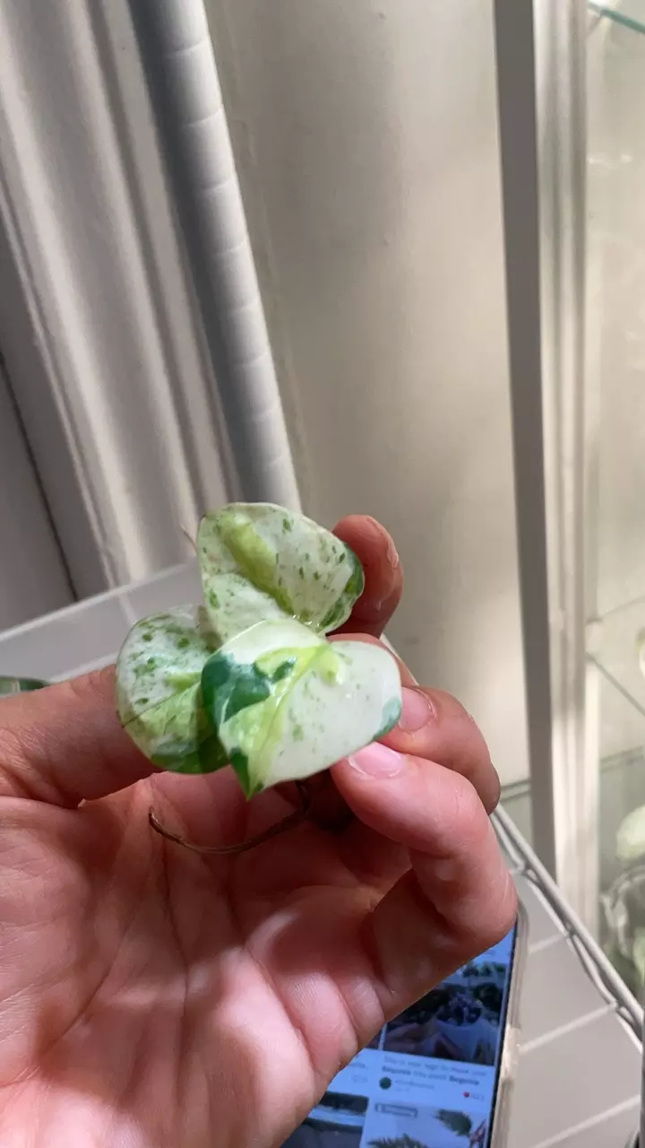 Japanese global pothos (add on only) thumbnail