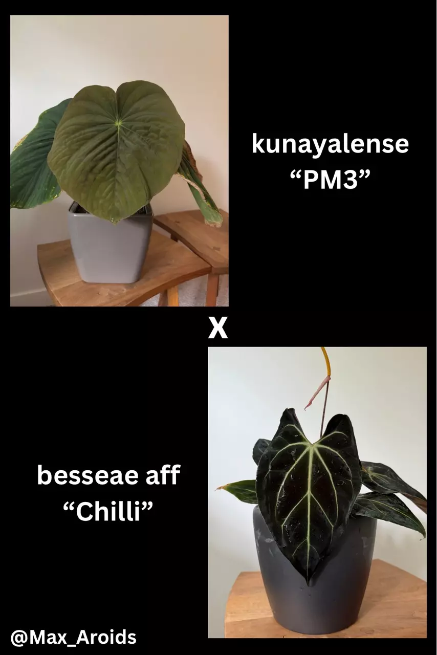 Anthurium kunayalense “PM3” x besseae aff “Chilli” (m) thumbnail