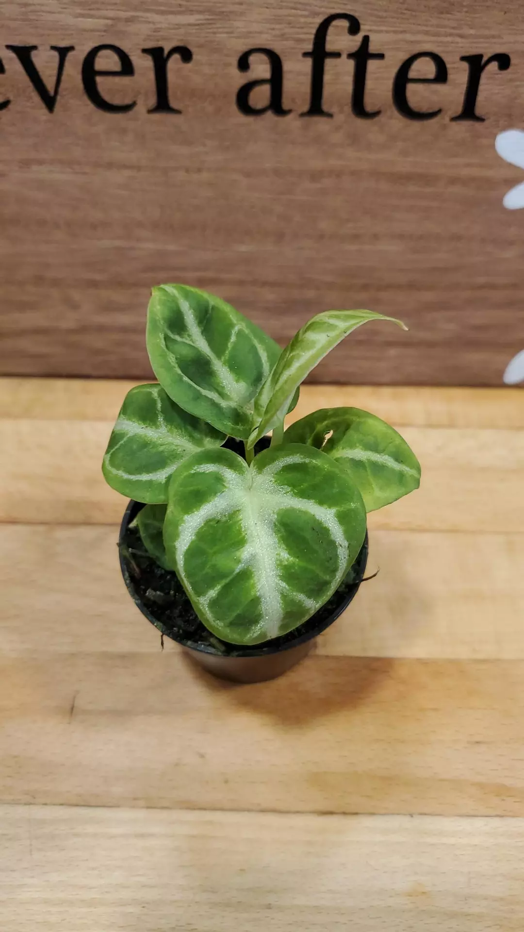 Anthurium Crystallinum X Dorayaki thumbnail