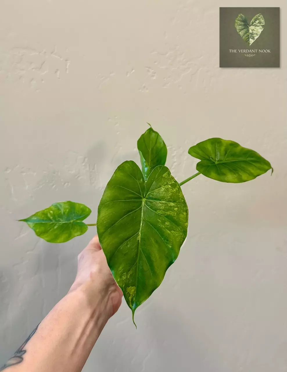 Alocasia Gageana Aurea | Exact Plant | Rare Variegated House Plant 5” thumbnail