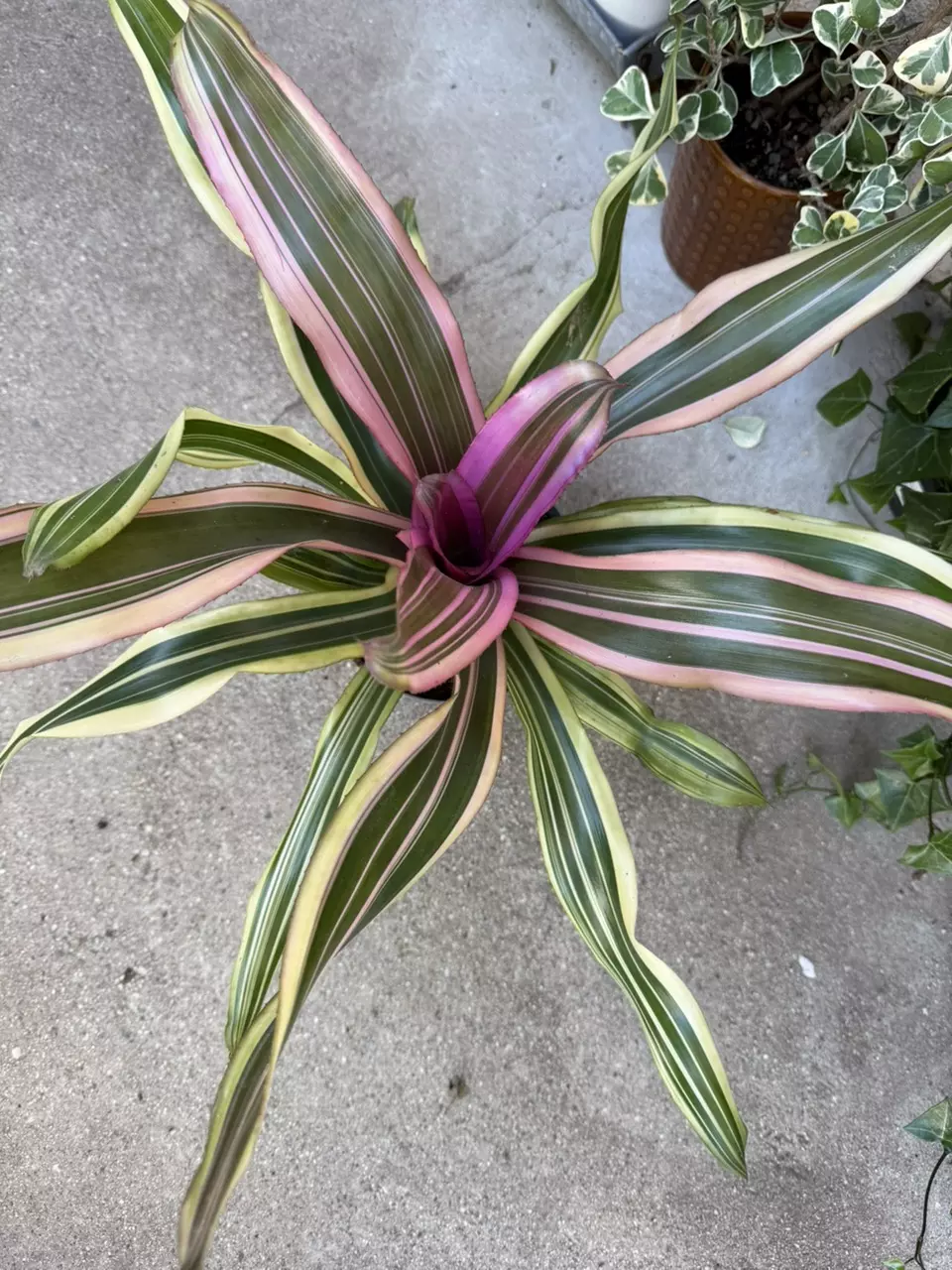 🌸 Neoregelia “Pink Magic” – 6” Bromeliad 🌸
Striking tropical color! thumbnail