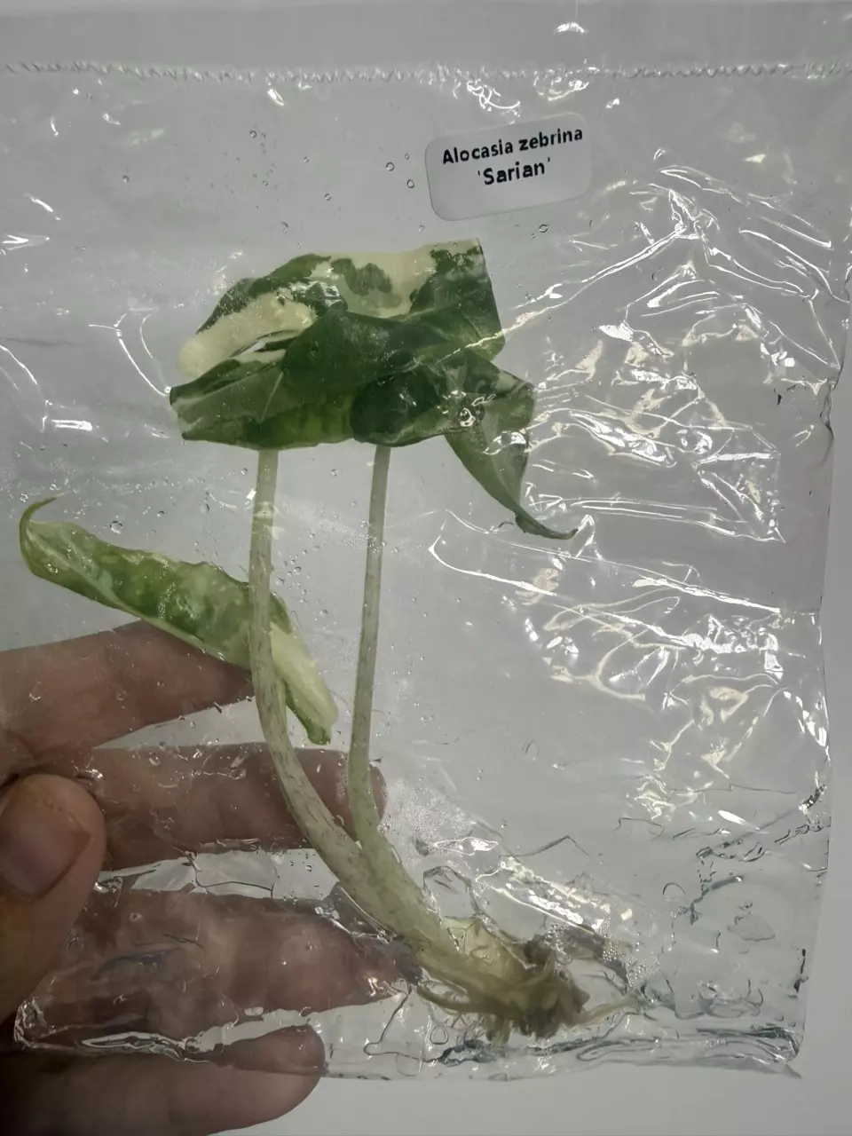 Alocasia zebrina Sarian V (TC) thumbnail