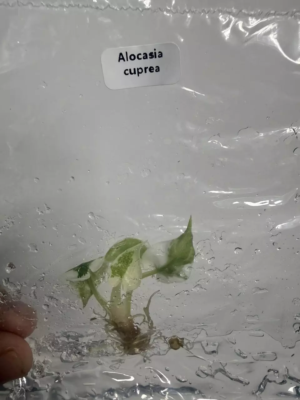 Alocasia Cuprea V (TC) thumbnail