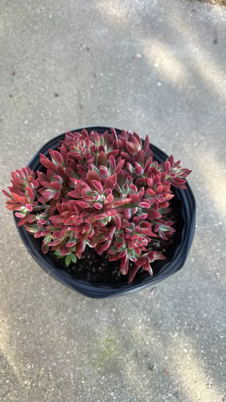 Echeveria Ruby Slippers thumbnail