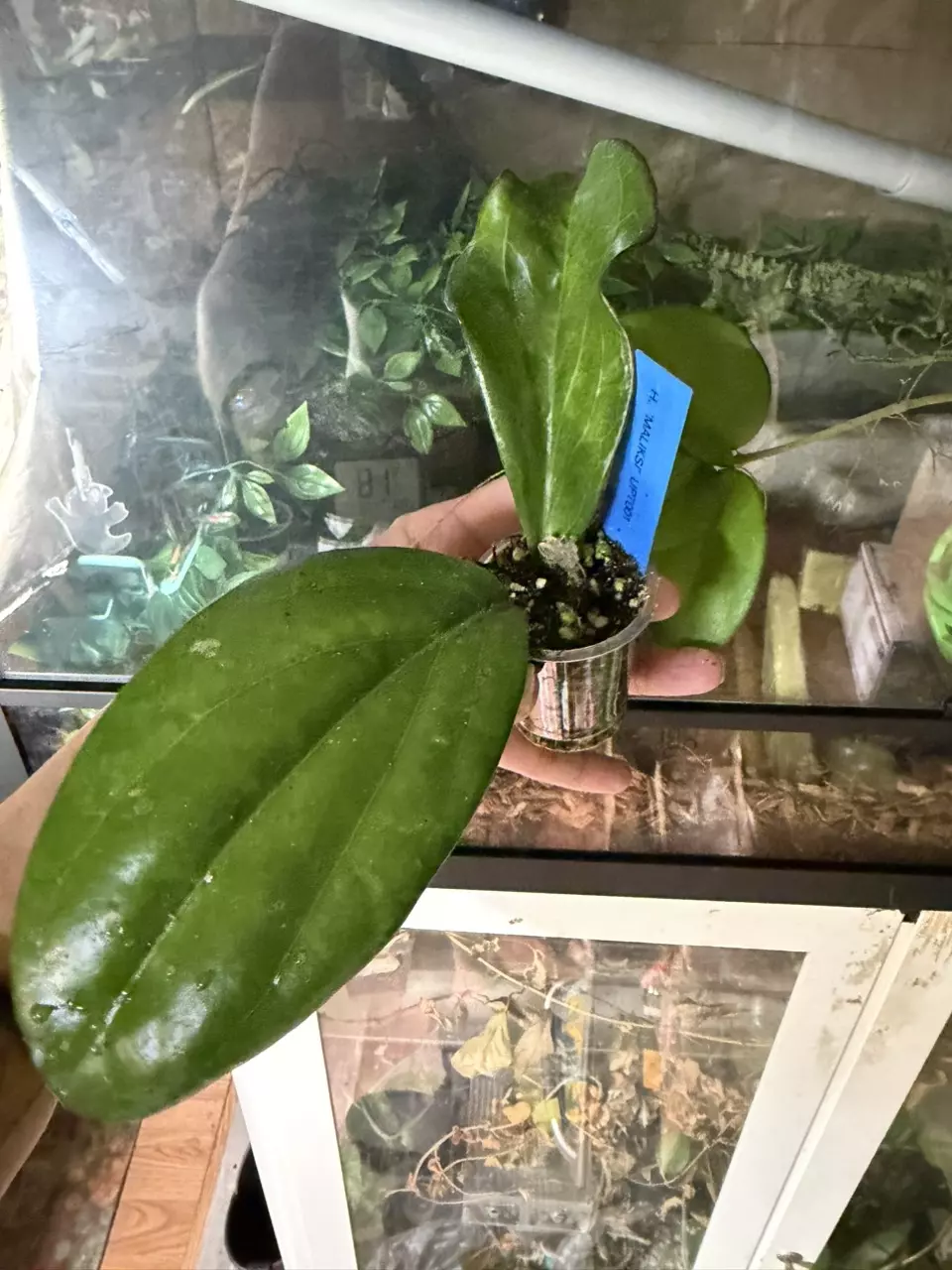 Maliksi UPT001 thumbnail