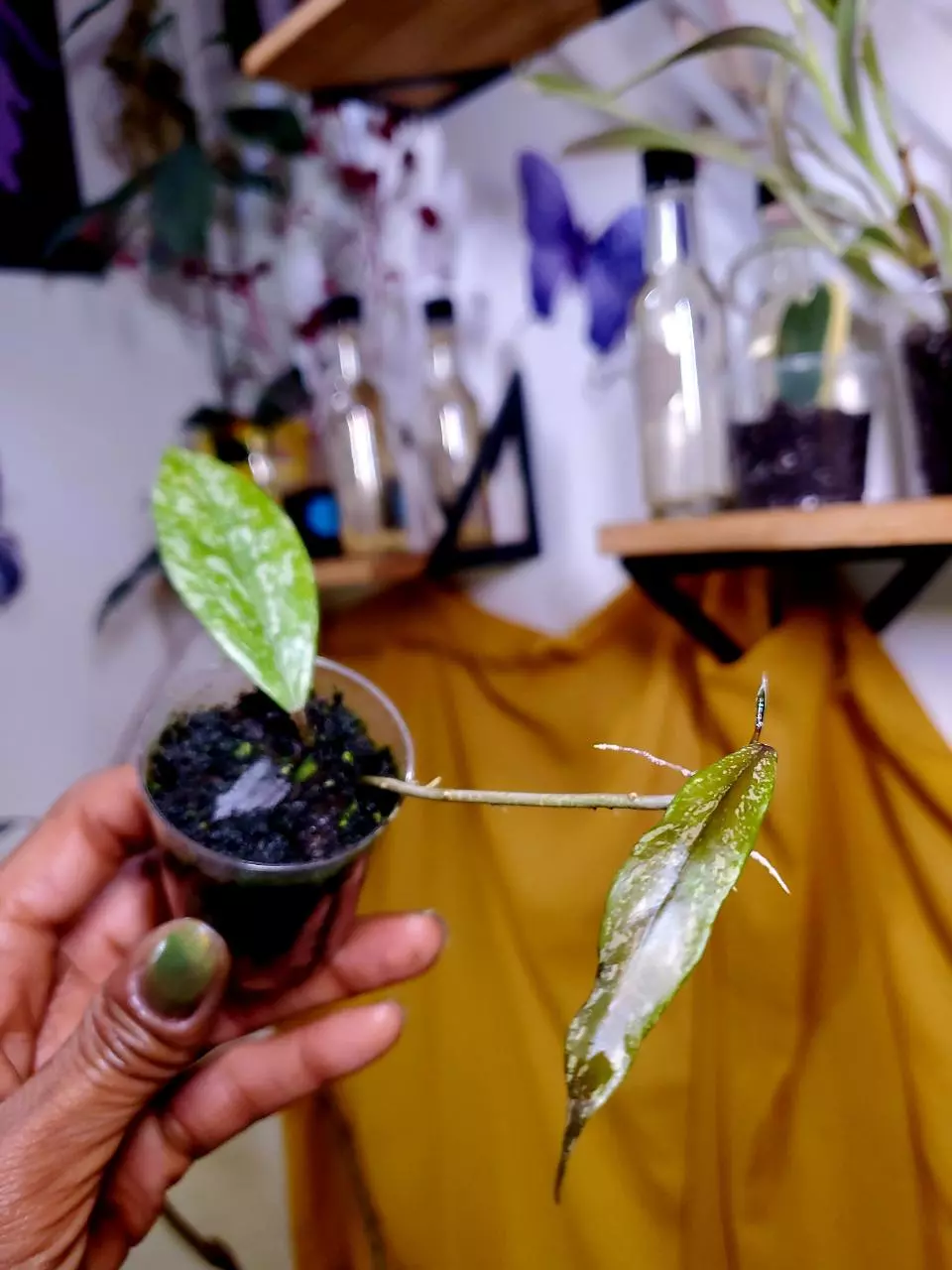 Hoya Pubicalyx 🪴✨️ Rooted Cuttings - GROWERS CHOICE‼️ thumbnail