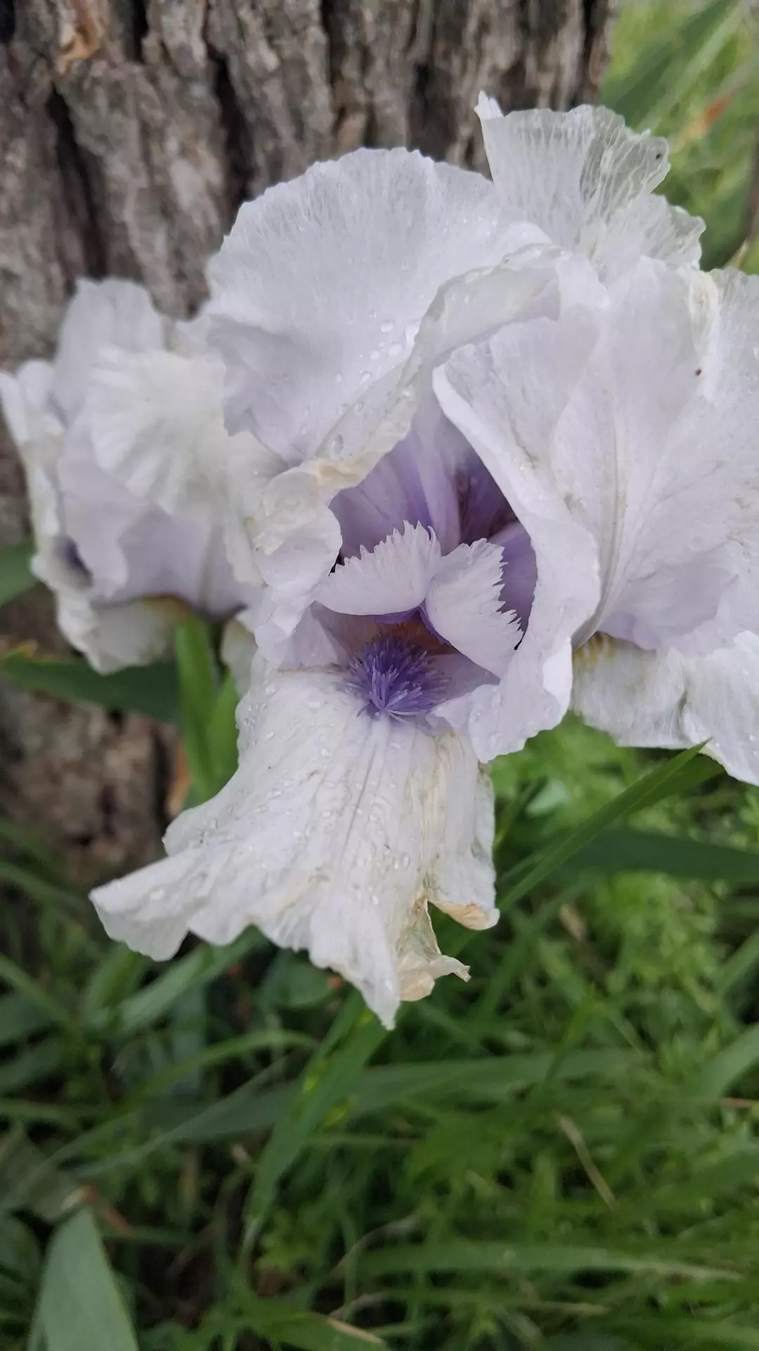 2 Song of Norway tall bearded iris rhizomes thumbnail
