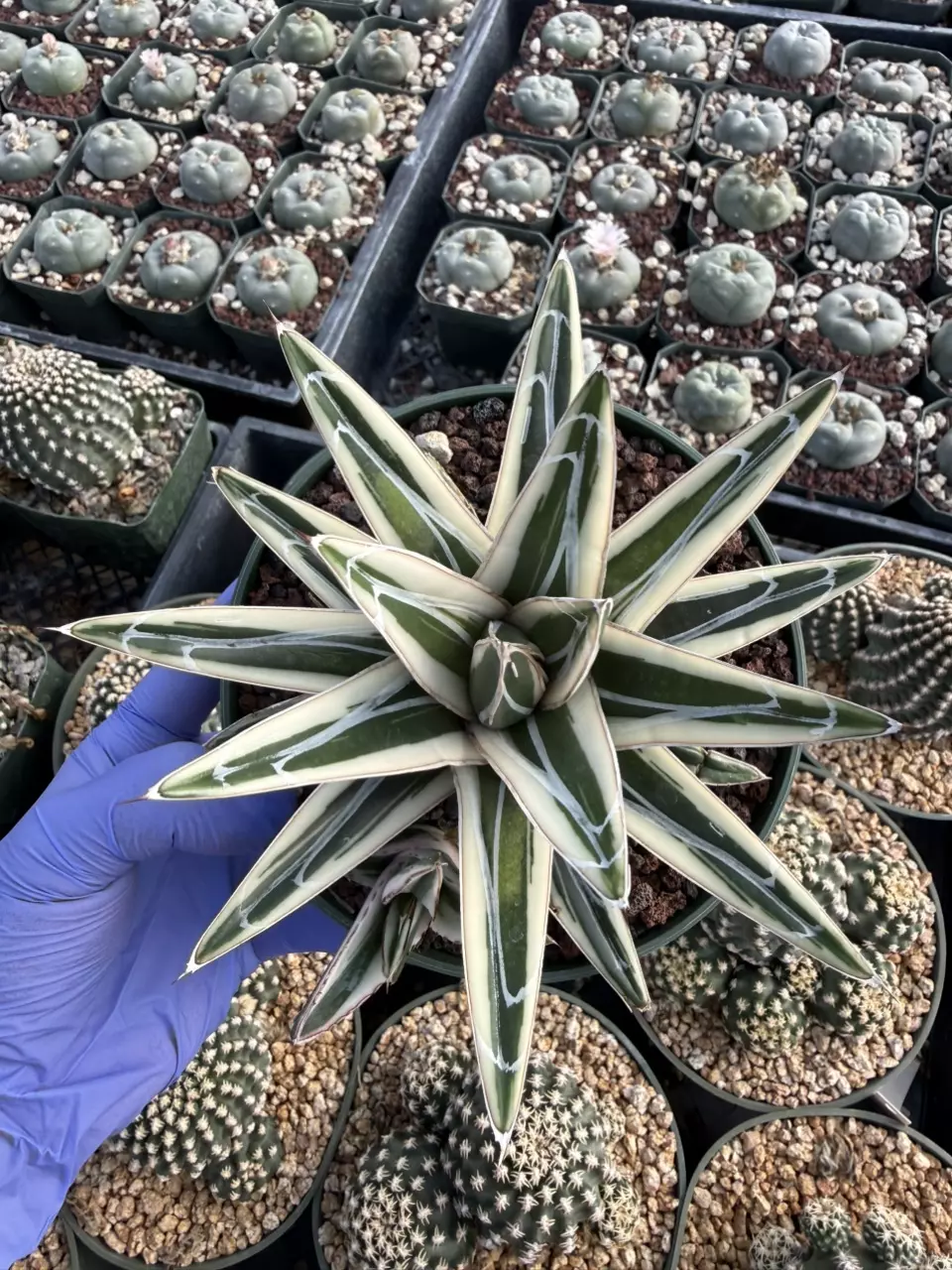 Agave White Rhino 5" pot thumbnail
