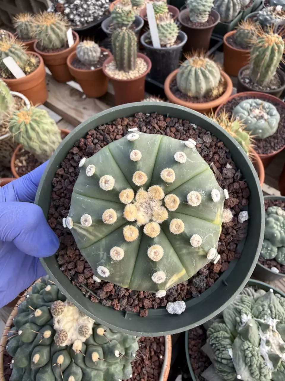 Astrophytum 5" pot thumbnail