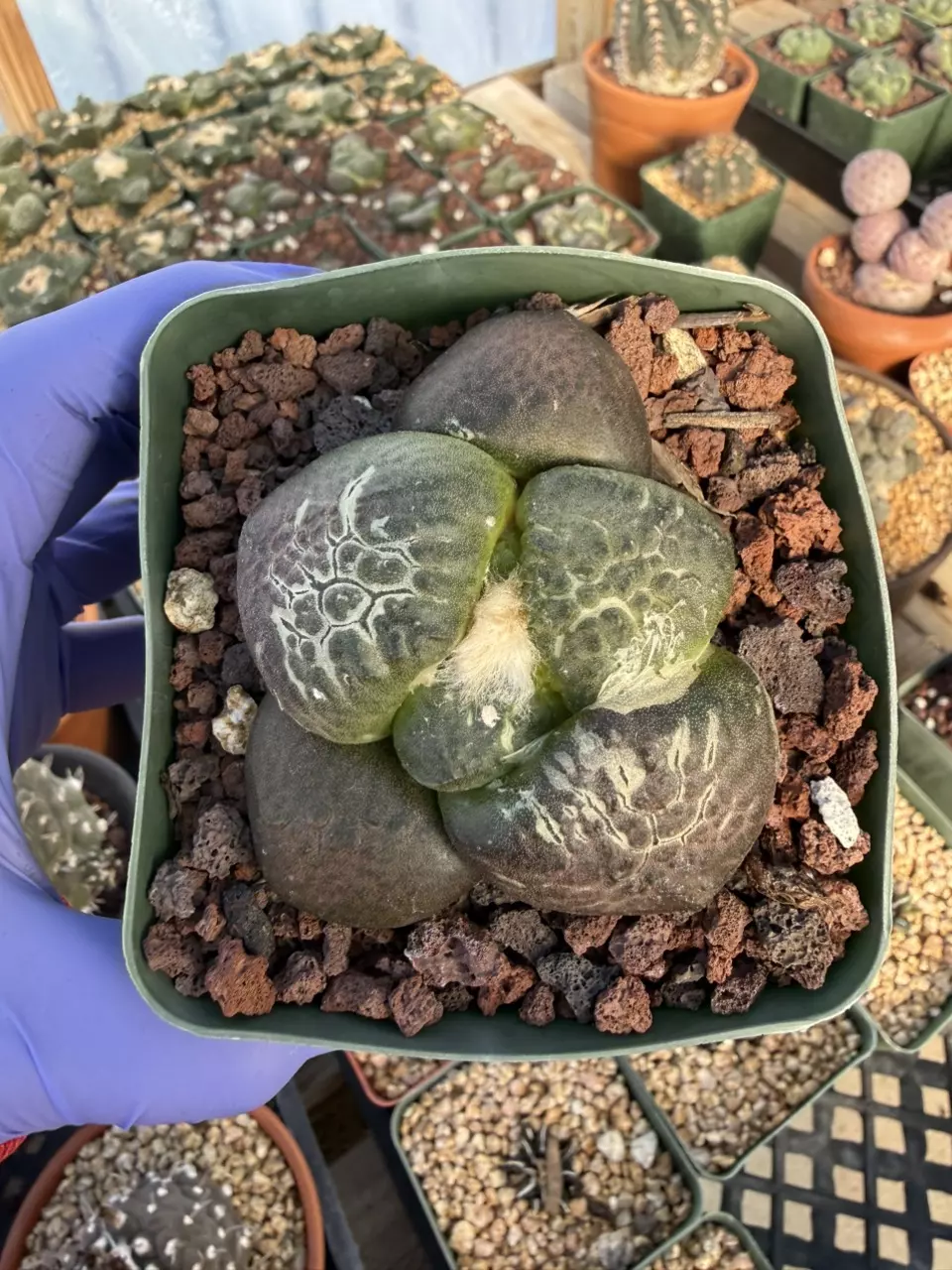 Ariocarpus Lloydii Latus 3.25" pot seed grown thumbnail