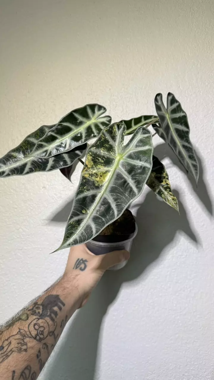Alocasia Bambino Aurea thumbnail