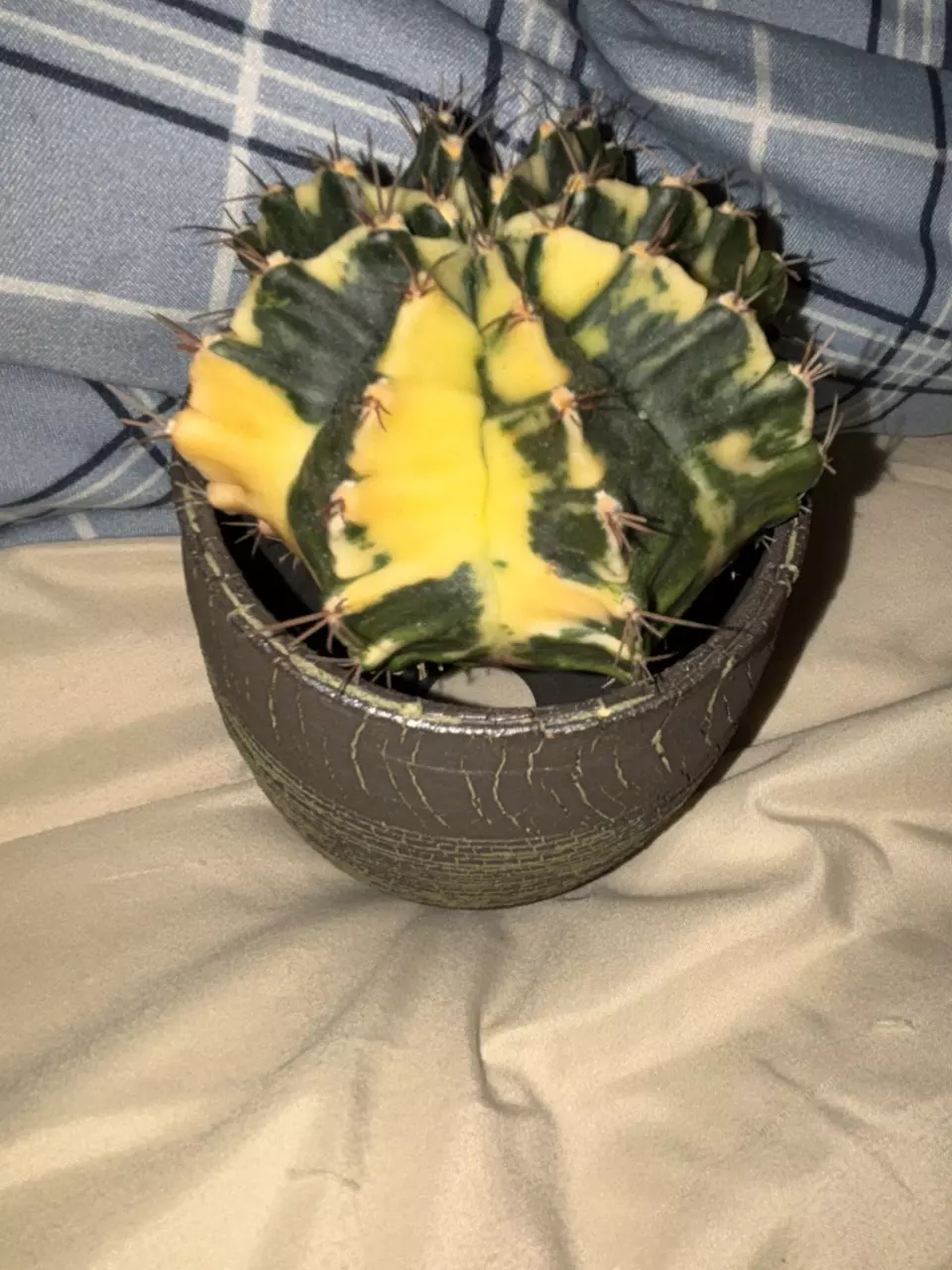 Gymnocalycium thumbnail