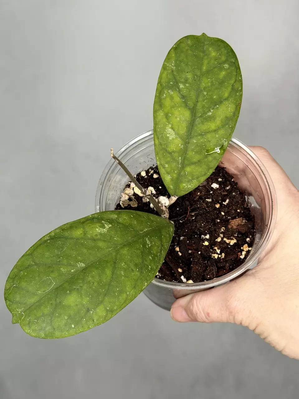 Hoya ‘RB Dick’ thumbnail