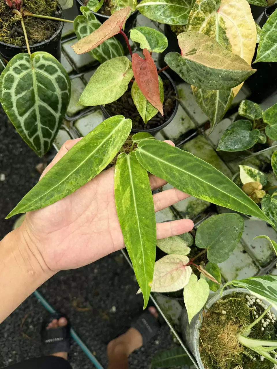 Anthurium warocquaenum variegated thumbnail