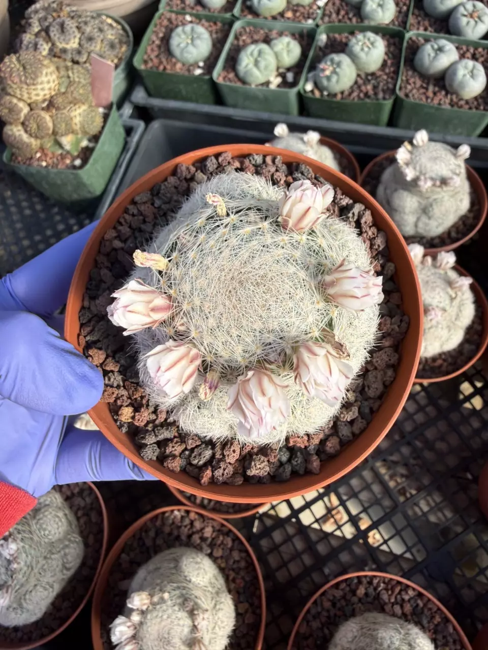 Mamillaria Lenta 4" pot thumbnail