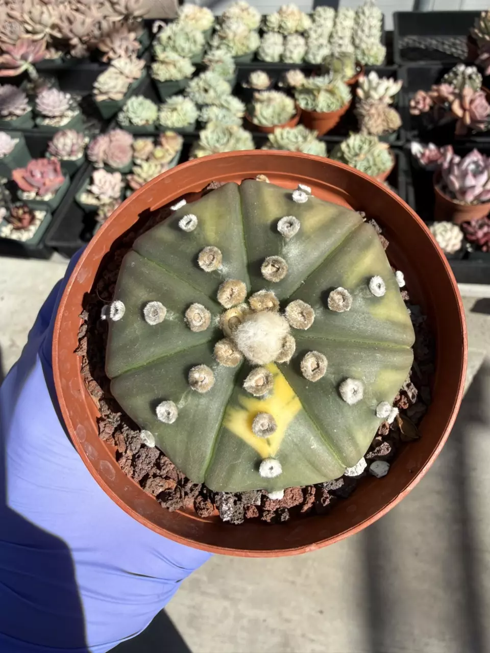 Astrophytum 4" pot thumbnail