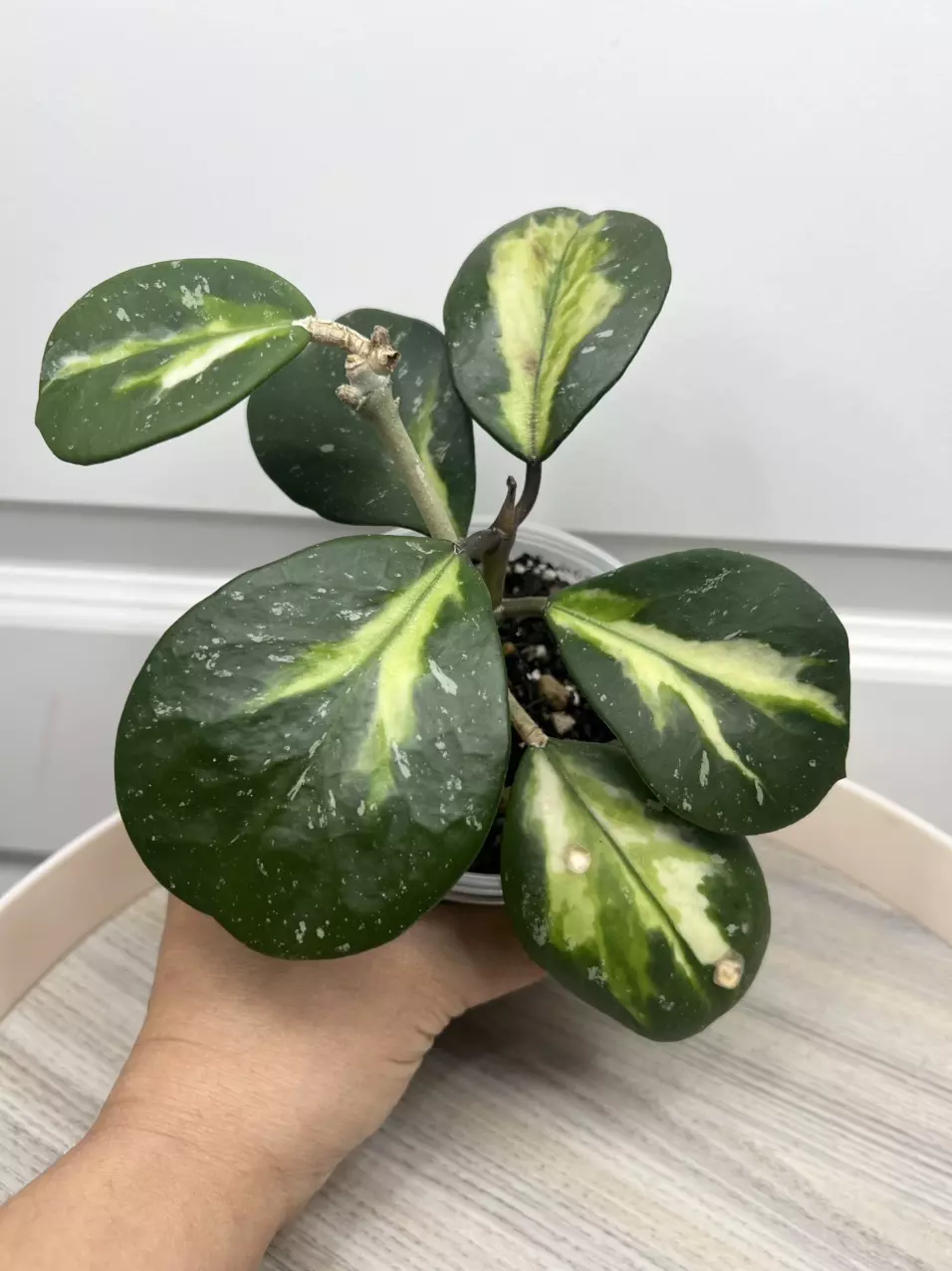 Obavata inner var. w/ SPLASH thumbnail