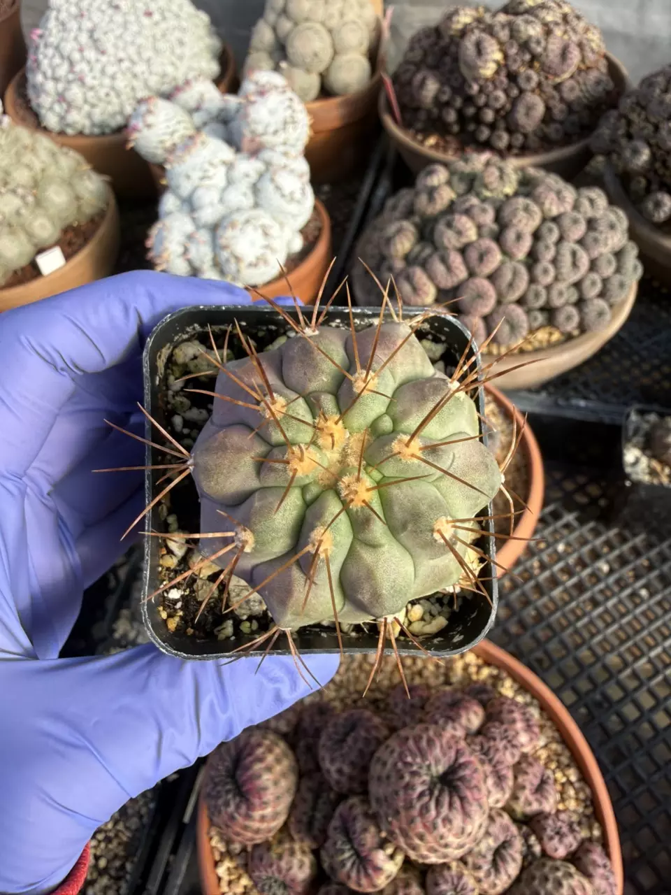 Copiapoa Haseltoniana 2.25" pot thumbnail