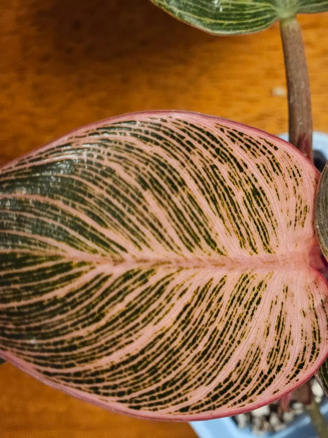 Philo 'Pink Birkin' thumbnail