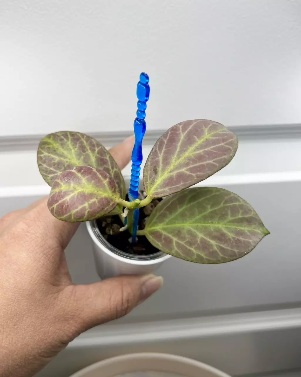 Obscura silver 🩶💜 thumbnail