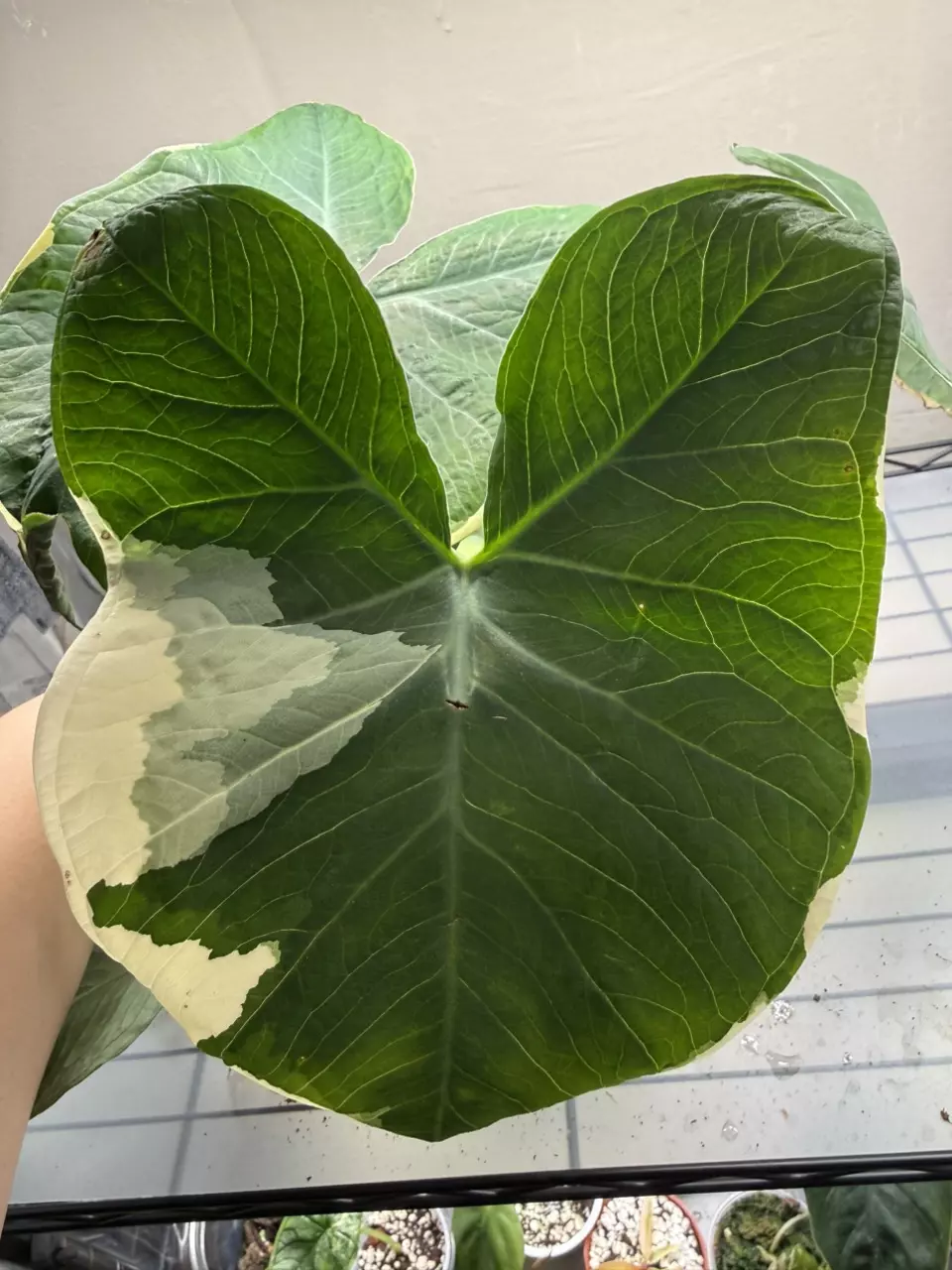 CORM- mickey mouse thumbnail