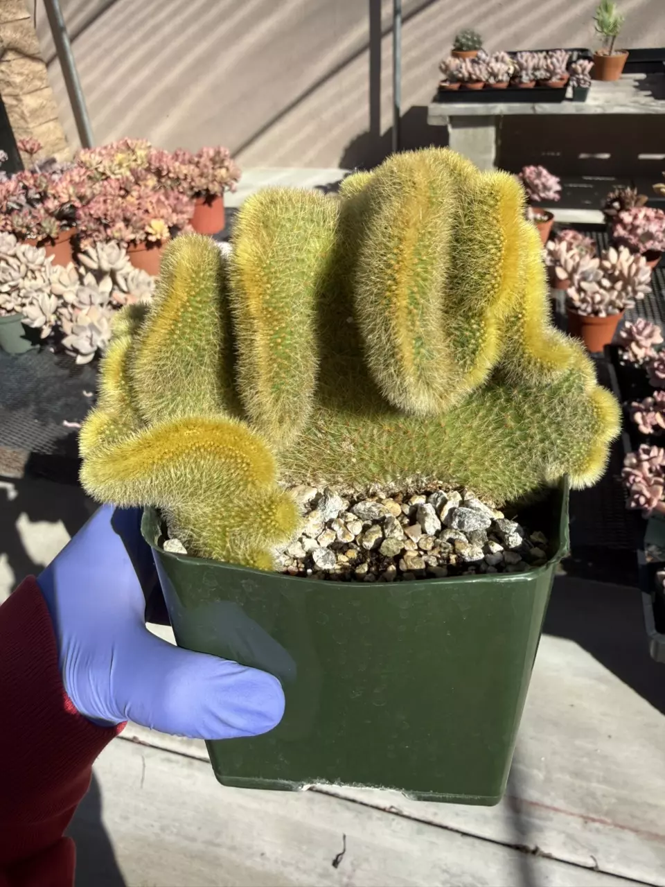 Cleistocactus Colademononis crest (monkey tail) 4" pot thumbnail