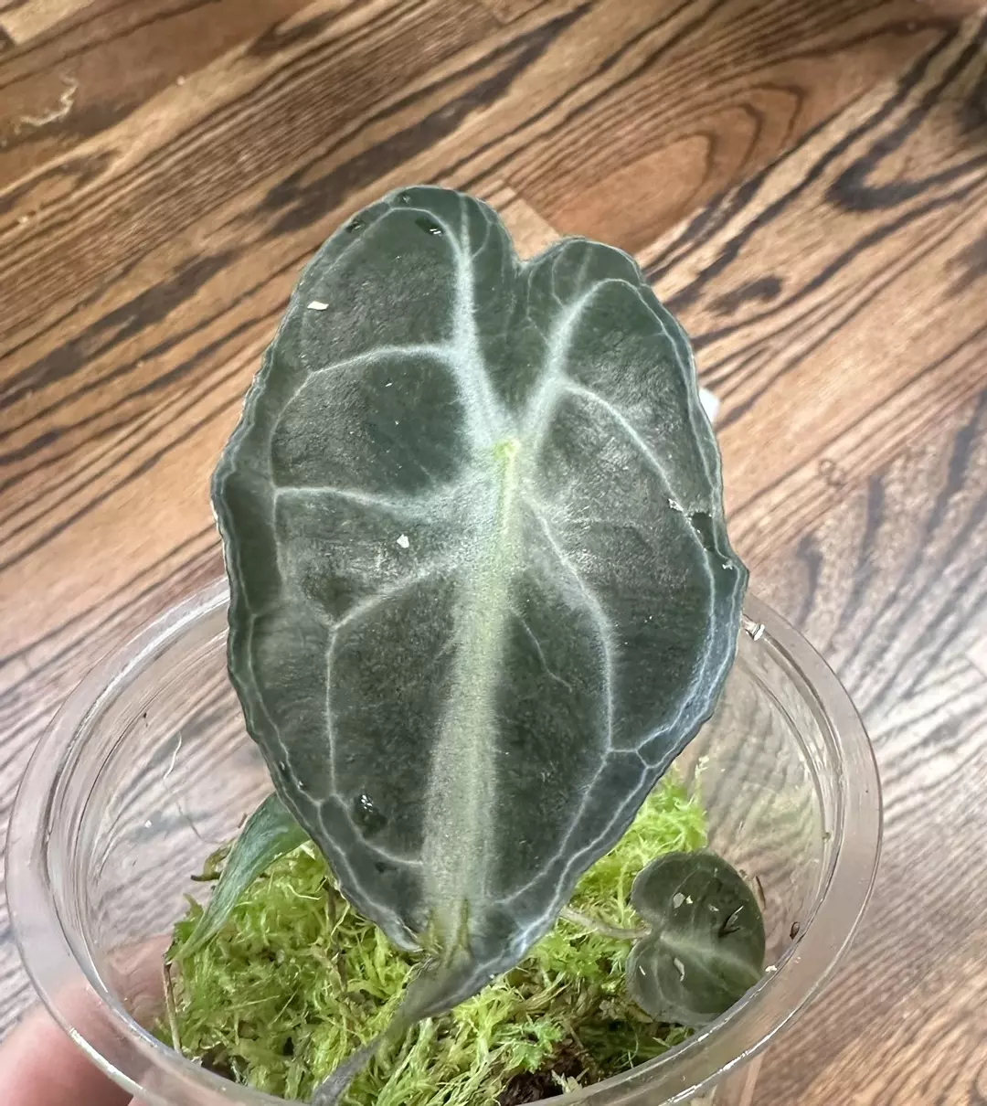 Venom Alocasia🔥HOT BUY🔥 thumbnail