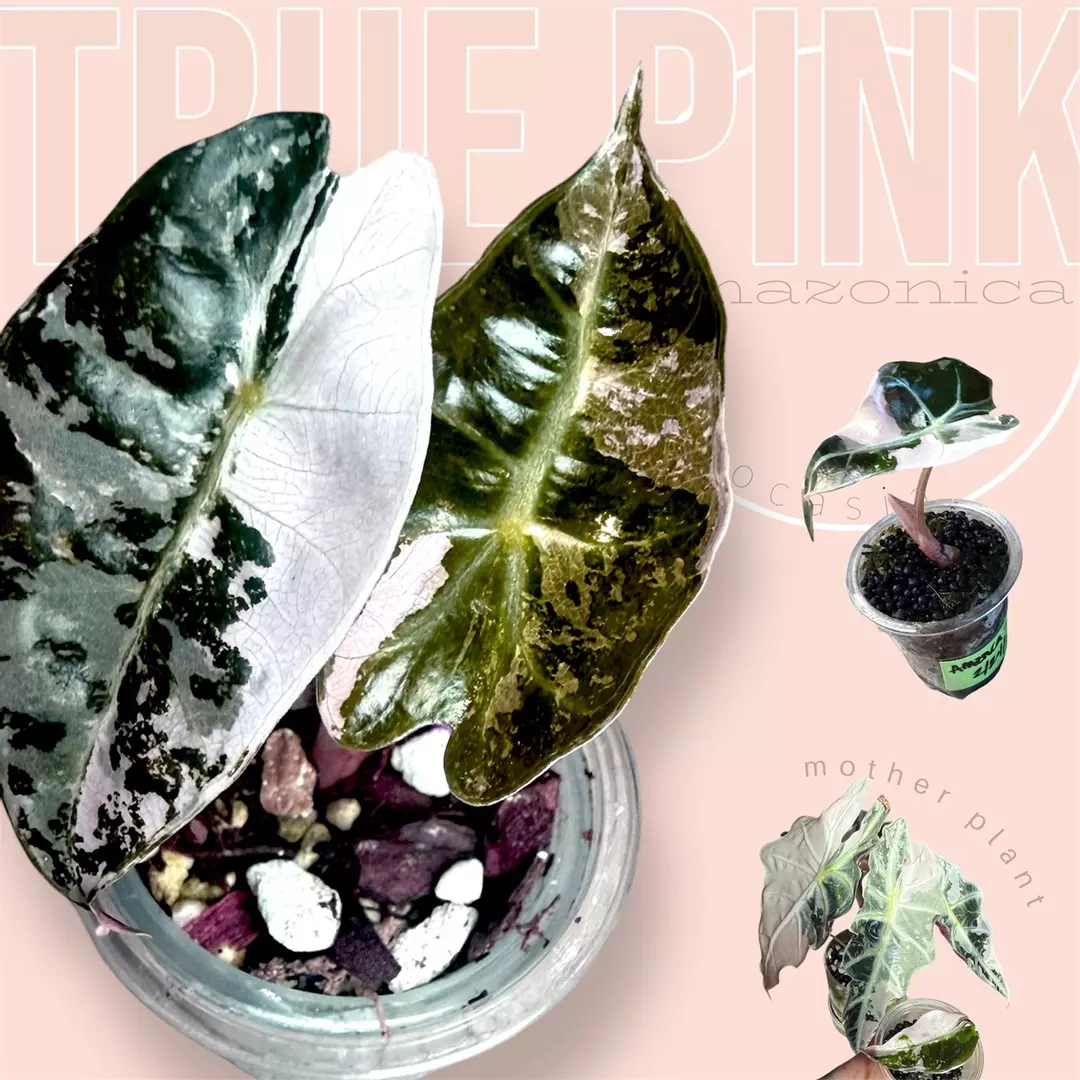 Pink amazonica - true pink - rare high-variegated alocasia thumbnail