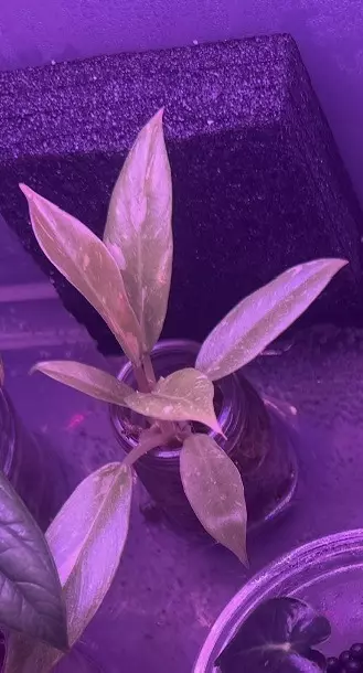 Philodendron ROF thumbnail