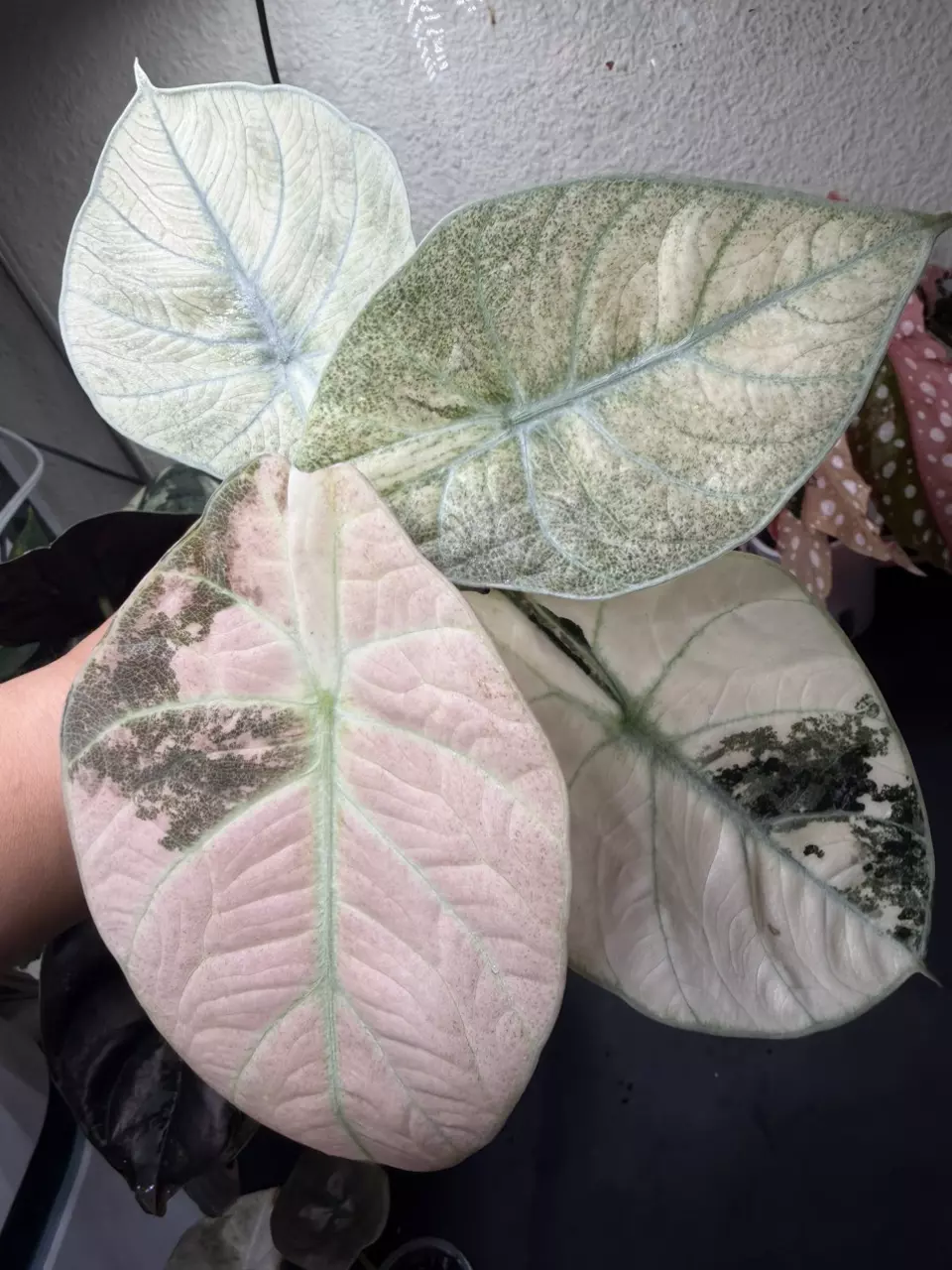 Alocasia Ninja Pink Mint Mutation thumbnail