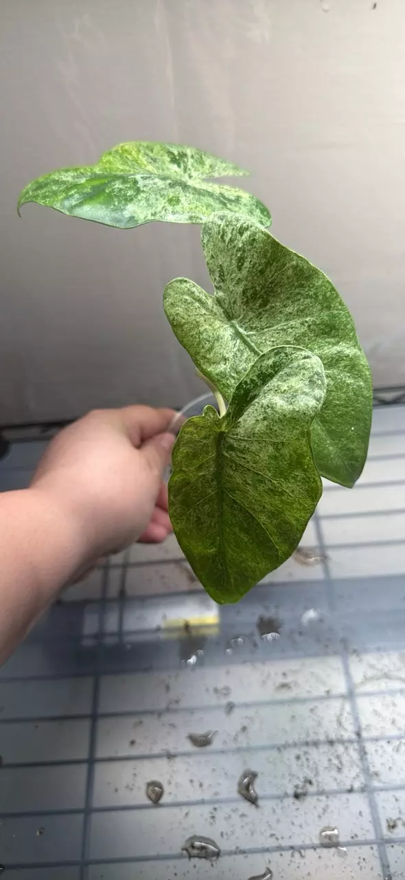 CORM- Batik thumbnail